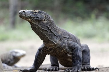 Komodo Ejderi, varanus komodoensis