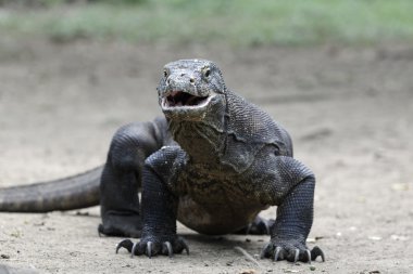Komodo Ejderi, varanus komodoensis