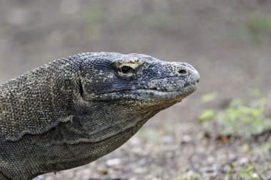 Komodo Ejderi, varanus komodoensis