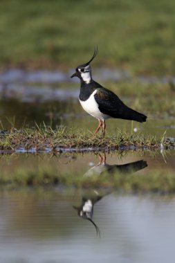 Kuzey Lapwing, Vanellus Vanellus