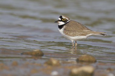Küçük halkalı karasurat, Charadrius dubius