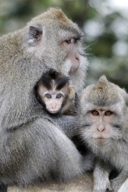 uzun kuyruklu makak, macaca fascicularis