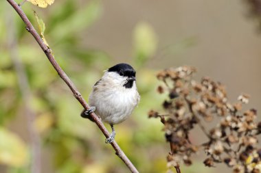 Mash baştankara, parus palustris
