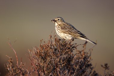 Esmerejón, falco columbarius
