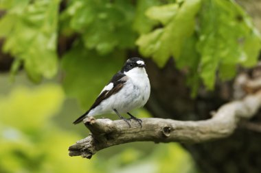 Alaca sinekkapan, ficedula hypoleuca
