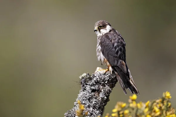 Hobby, Falco subbuteo — Stockfoto