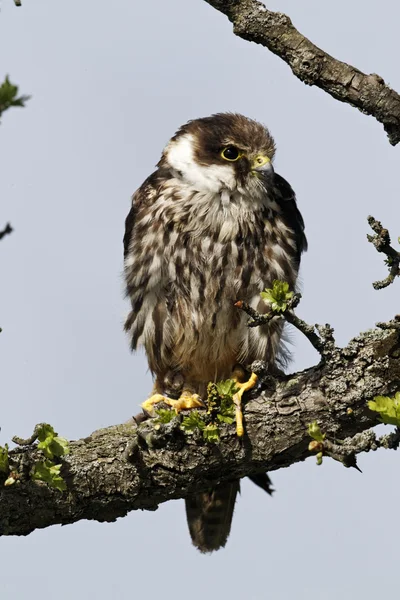 Hobby, Falco subbuteo — Foto Stock