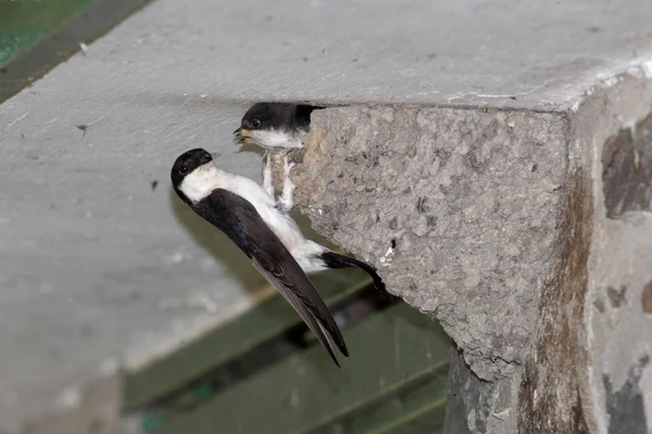 House Martin, Delichon urbica — Stock Photo, Image