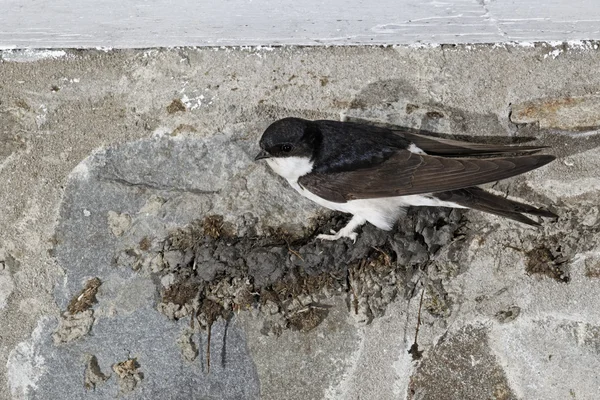 House Martin, Delichon urbica — Stock Photo, Image