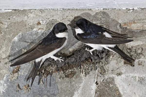 House Martin, Delichon urbica