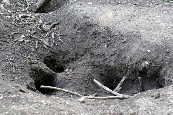 Komodovaranen, varanus komodoensis — Stockfoto