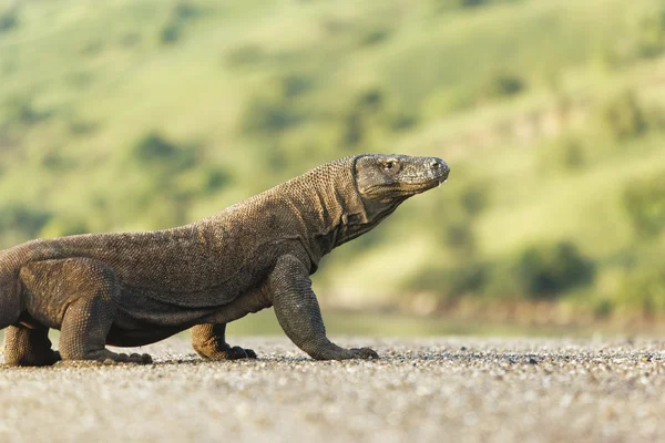 Drago di Komodo, Varanus komodoensis — Foto Stock