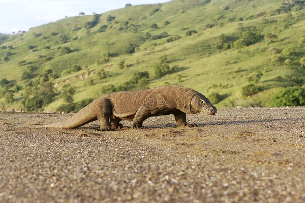 Drago di Komodo, Varanus komodoensis — Foto Stock