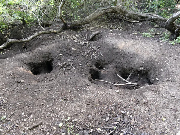 Komodovaranen, varanus komodoensis — Stockfoto