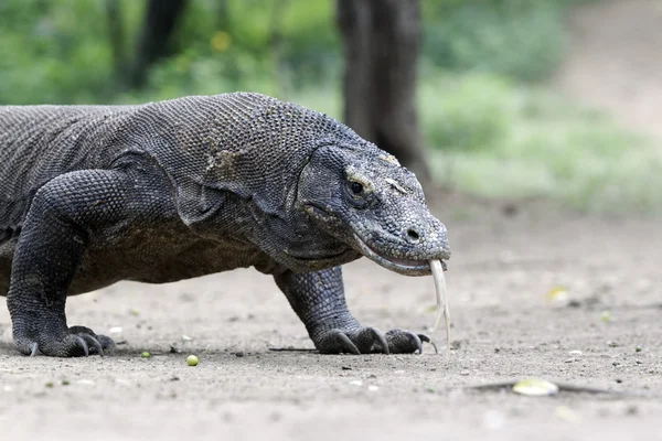 Komodo δράκος, varanus komodoensis — Φωτογραφία Αρχείου