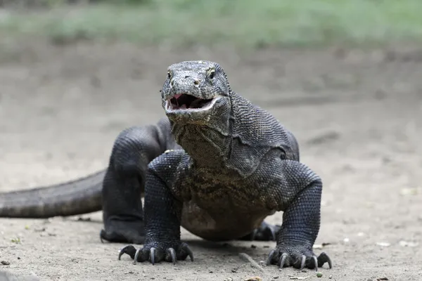 Dragão de komodo, Varanus komodoensis — Fotografia de Stock