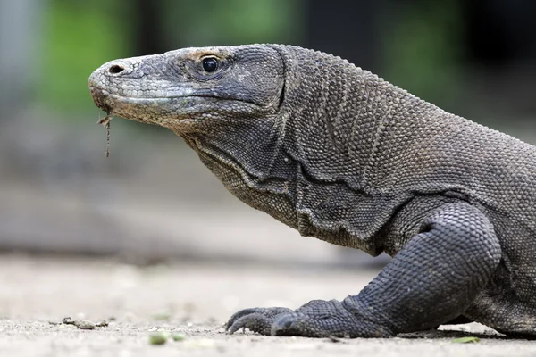 Комодский дракон — стоковое фото