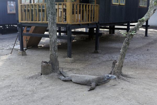 Komodo dragon, Varanus komodoensis