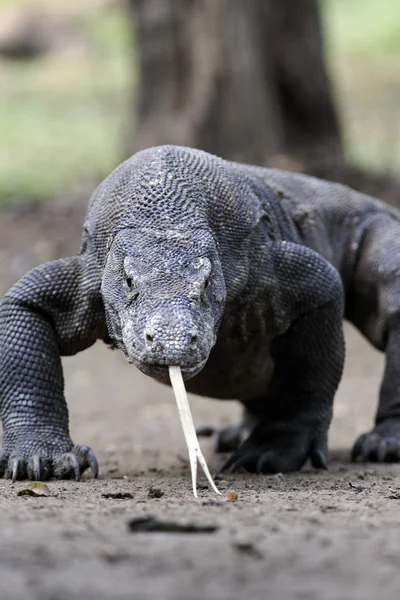 コモドドラゴン、する komodoensis — ストック写真