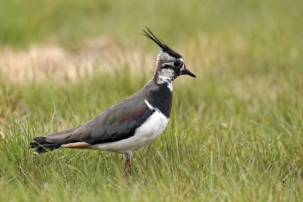 Vanneau cendré, Vanellus vanellus — Photo