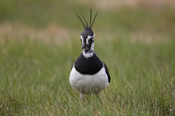 Vanneau cendré, Vanellus vanellus — Photo