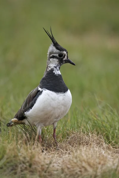 Kiebitz, Vanellus vanellus — Stockfoto