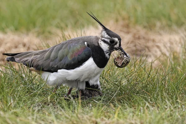 Vanneau cendré, Vanellus vanellus — Photo