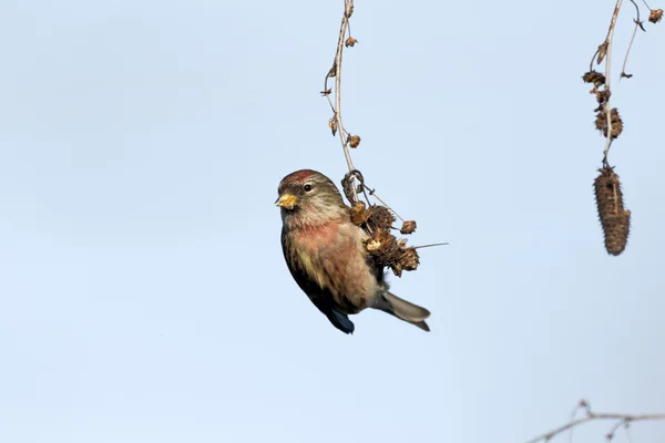 Менш redpoll, самка кабаре — стокове фото