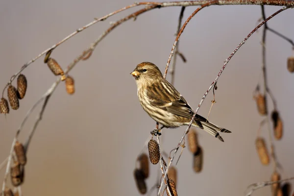 낮은 redpoll, carduelis 카바레 — 스톡 사진