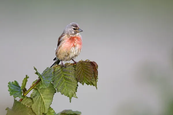 Linotte mélodieuse, carduelis cannabina — Photo