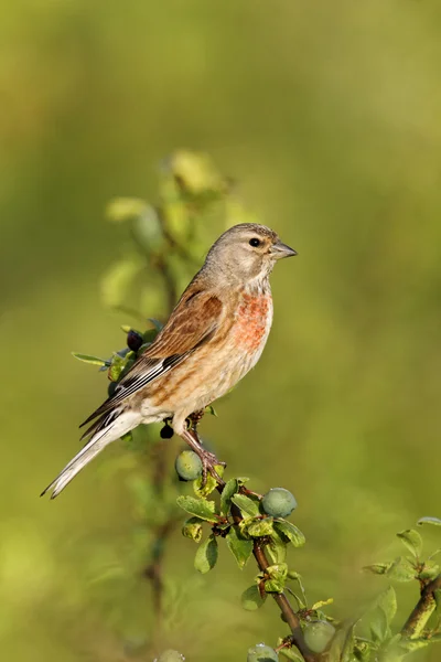 Konopka obecná, carduelis cannabina — Stock fotografie