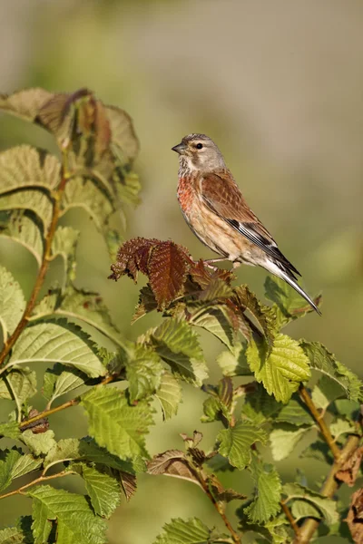 Pardillo común, carduelis cannabina — Foto de Stock