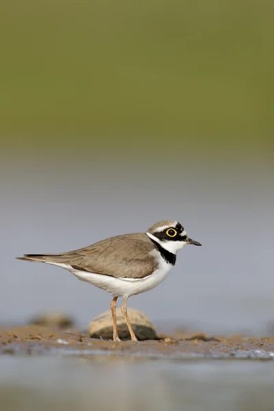 Pluvier siffleur, Charadrius dubius — Photo