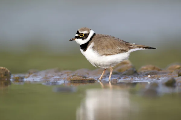 Un chorlito con anillos, Charadrius dubius — Foto de Stock