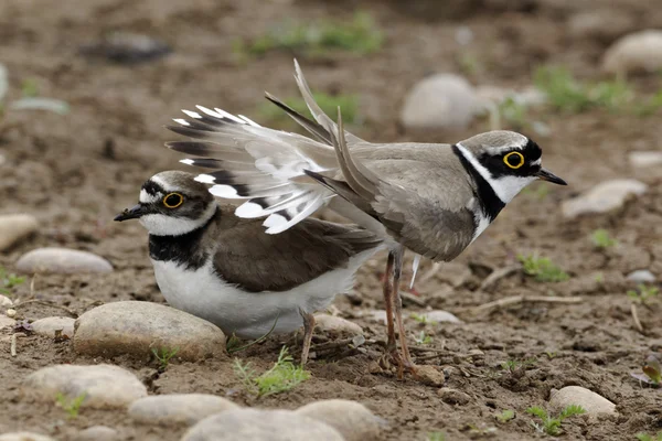 Pettegolezzo, Charadrius Dubius — Foto Stock