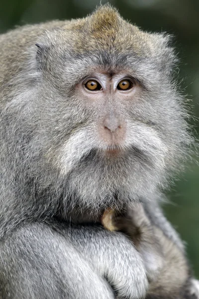 Uzun kuyruklu makak, macaca fascicularis — Stok fotoğraf