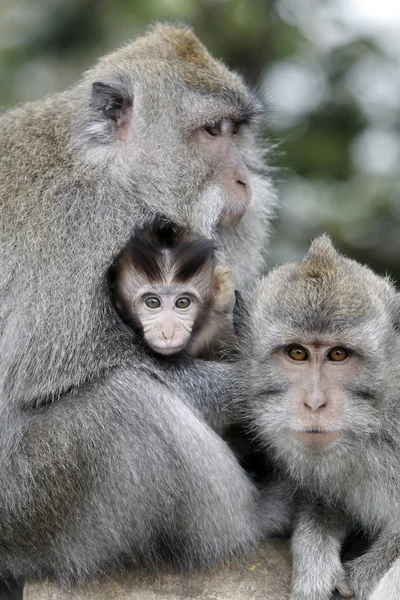 Dlouhoocasých makaků macaca fascicularis — Stock fotografie