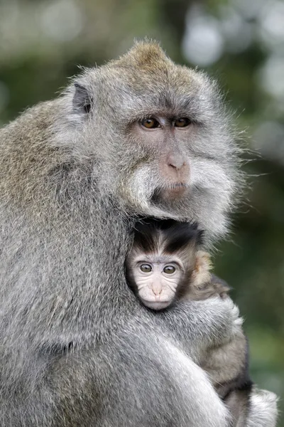 Dlouhoocasých makaků macaca fascicularis — Stock fotografie