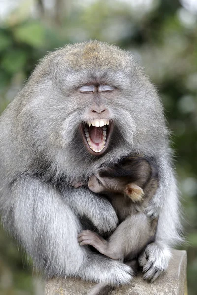 Long-tailed macaque, Macaca fascicularis — Stock Photo, Image