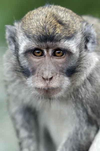 Uzun kuyruklu makak, macaca fascicularis — Stok fotoğraf