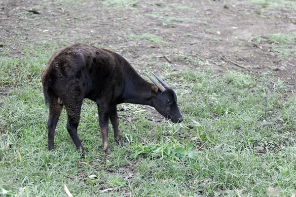 Planície anoa, bubalus depresicornis — Fotografia de Stock