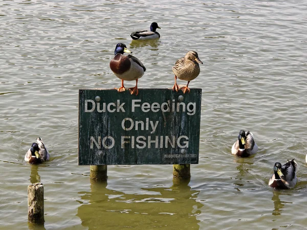 Mallard, Anas platyrhynchos — Stock Photo, Image