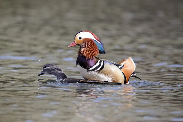 Mandarim Duck, Aix galericulata — Fotografia de Stock