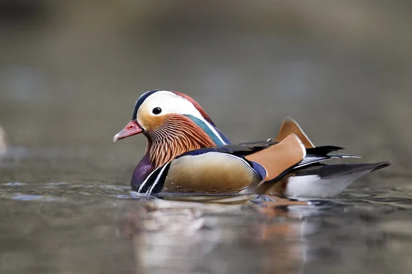 Mandarinenente, aix galericulata — Stockfoto