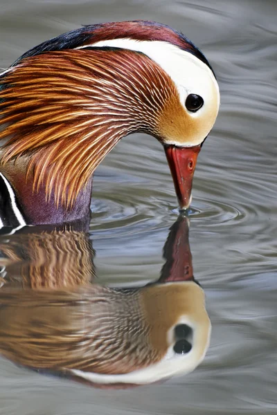 Mandarijneend, aix galericulata — Stockfoto