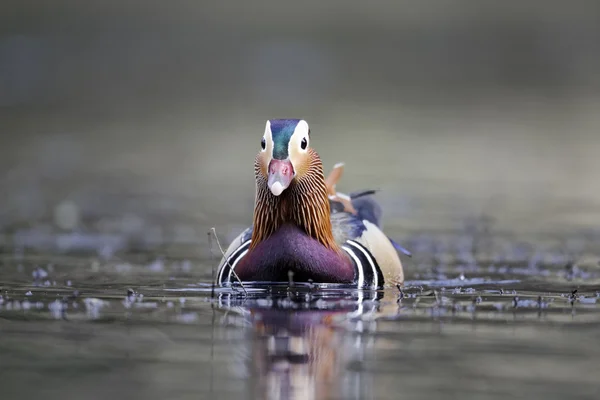 Mandarin duck, Aix galericulata — Stock Photo, Image
