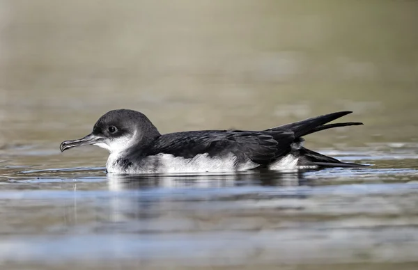 Shearwater Manx, Puffinus puffinus — Foto Stock