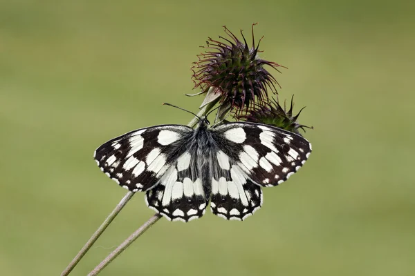 Мраморный белый, Melanargia galathea — стоковое фото