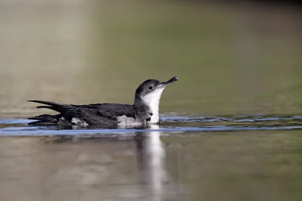 Manx pijlstormvogel, puffinus puffinus — Stockfoto