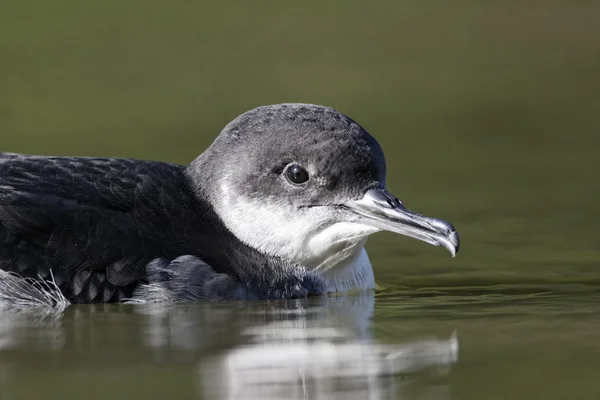 Patagarro, puffinus puffinus — Fotografia de Stock